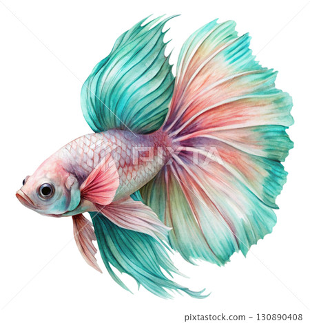 fighting fish Betta fish Watercolor white background  130890408