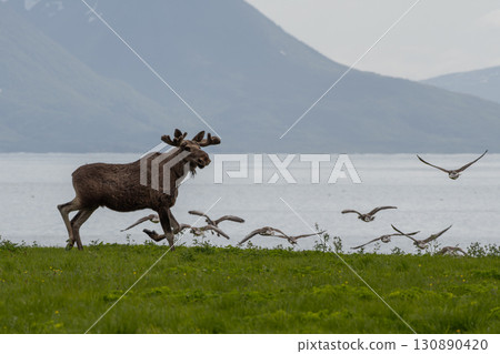 Single Moose Bull And Grey Geese At Fjord Coast On Andoya Island Of Lofoten In Norway Single Moose Bull And Grey Geese At Fjord Coast On Andoya Island Of Lofoten In Norway 130890420