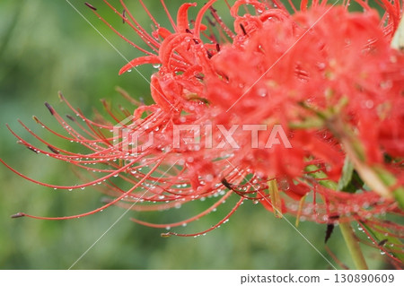 紅蜘蛛百合 130890609