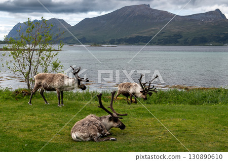 Group Of Male Reindeers - rangifer tarandus - At The Coast Of A Fjord On Andoya Island At Vesteralen In Norway 130890610