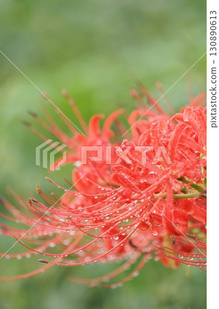 red spider lily 130890613