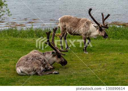 Group Of Male Reindeers - rangifer tarandus - At The Coast Of A Fjord On Andoya Island At Vesteralen In Norway 130890614