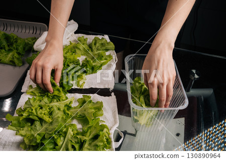Chef placing freshly washed green oakleaf lettuce into plastic container, ensuring freshness preserved after thorough drying on clean white towels, close-up. Concept of indoor farming. 130890964