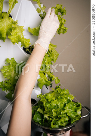 Vertical shot of home gardener cutting fresh lettuce from vertical hydroponic system, revealing sustainable urban farming method with efficient crop cultivation technique. Concept of home gardening. 130890970