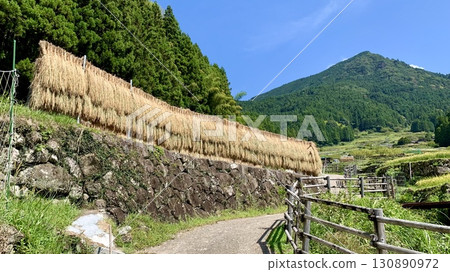 秋日的梯田景色，曬乾的稻米架在鞍掛山的藍天和綠樹的映襯下閃閃發光（愛知縣新城市四穀千枚田） 130890972