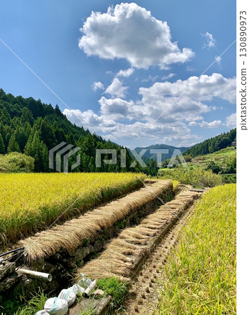 Harvested rice bundles placed on the ridges and golden ripe rice ears (Yotsuya Senmaida, Shinshiro City, Aichi Prefecture) Harvested rice bundles placed on the ridges and golden ripe rice ears (Yotsuya Senmaida, Shinshiro City, Aichi Prefecture) 130890973