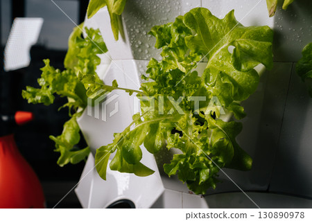 Close-up of person using spray bottle watering modern vertical hydroponics system with lush green lettuce plants, showcasing innovative urban farming techniques. Concept of home gardening. Close-up of person using spray bottle watering modern vertical hydroponics system with lush green lettuce plants, showcasing innovative urban farming techniques. Concept of home gardening. 130890978