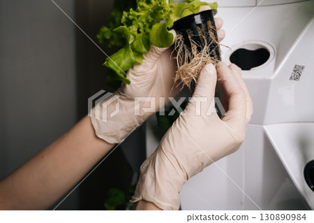 Agricultural technician in gloves transferring hydroponic green oak lettuce seedling into vertical farming rack, highlighting precision agricultural technology and sustainable growing methods, closeup Agricultural technician in gloves transferring hydroponic green oak lettuce seedling into vertical farming rack, highlighting precision agricultural technology and sustainable growing methods, closeup 130890984