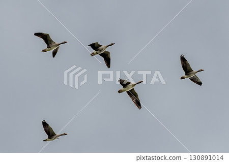 Flock Of Flying Grey Geese - Anser Anser - Formation With Leading Bird For Navigation Flock Of Flying Grey Geese - Anser Anser - Formation With Leading Bird For Navigation 130891014