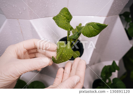 Female gloved hands inspecting vibrant green leaf with water droplets in vertical hydroponic farming setup, highlighting sustainable agriculture and innovation. Concept of urban farming. 130891120