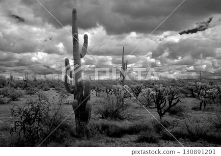 Black and White Sonoran Desert Arizona 130891201