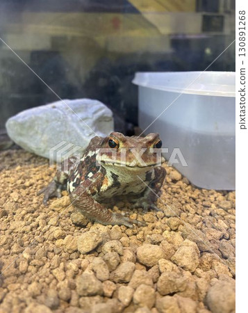 江戶川自然動物園的“東蟾蜍” 130891268