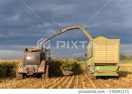 Modern forage harvester combiner harvesting silage maize corn tractor trailer corn field warm sunny autumn morning with overcast cloudy sky. Heavy agricultural machinery work. Livestock feeding corn 130891273