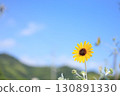 Blue sky and a single mini sunflower 130891330