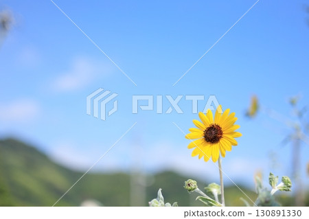 藍天和一株迷你向日葵 130891330