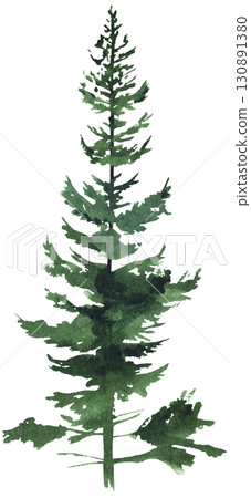 Hand drawn watercolor green spruce or pine tree, isolated illustration for winter wedding 130891380