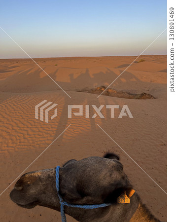 Shadows of dromedaries stretch across the golden dunes in Douz, Tunisia under the clear blue sky Shadows of dromedaries stretch across the golden dunes in Douz, Tunisia under the clear blue sky 130891469