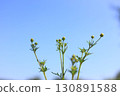 Cosmos buds under the blue sky 130891588