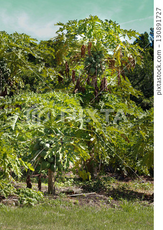 Papaya tree bearing fruit 130891727