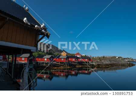 Red Rorbuer Huts With Nesting Three-Toed Seagulls At The Coast of A I Lofoten On Lofoten Islands In Norway 130891753