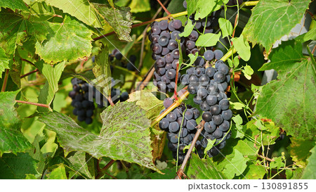 Ripe grapes ready for harvest. Close-up of wine grapes hanging on the vine in a vineyard, symbolizing autumn season, organic farming. Ripe grapes ready for harvest. Close-up of wine grapes hanging on the vine in a vineyard, symbolizing autumn season, organic farming. 130891855