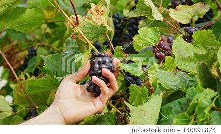 Farmer harvesting grapes by hand. Close-up of a hand picking a bunch of ripe grapes from the vine, symbolizing harvest season, organic farming and traditional winemaking. Farmer harvesting grapes by hand. Close-up of a hand picking a bunch of ripe grapes from the vine, symbolizing harvest season, organic farming and traditional winemaking. 130891873