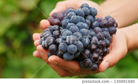 Close-up of farmer holding fresh grapes in hands. Harvest season moment symbolizing care, organic farming, healthy lifestyle and farm-to-table concepts. 130891880