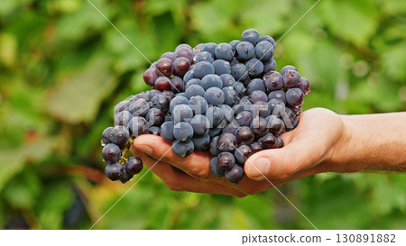 Farmer holding freshly harvested grapes. Hand with a bunch of wine grapes shows fresh harvest, symbolizing organic farming, healthy food and the start of winemaking. Farmer holding freshly harvested grapes. Hand with a bunch of wine grapes shows fresh harvest, symbolizing organic farming, healthy food and the start of winemaking. 130891882