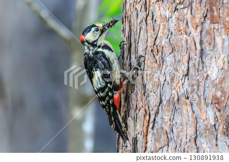 The ecology of the great spotted woodpecker with its beautiful red feathers The ecology of the great spotted woodpecker with its beautiful red feathers 130891938