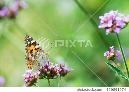 A Nymphalidae butterfly resting on a small pink flower and sucking nectar A Nymphalidae butterfly resting on a small pink flower and sucking nectar 130891974
