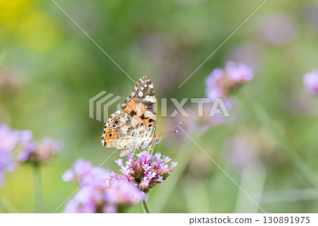 A Nymphalidae butterfly sucking nectar from the pink flowers of the Verbena sieboldii A Nymphalidae butterfly sucking nectar from the pink flowers of the Verbena sieboldii 130891975