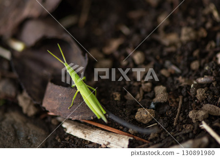 Bright green tiny grasshopper Bright green tiny grasshopper 130891980