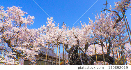 Japan's oldest cherry tree, Yamataka Jindai Sakura Japan's oldest cherry tree, Yamataka Jindai Sakura 130892019
