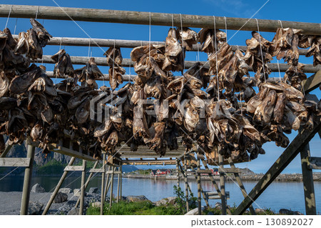 Dried Atlantic Cod Heads Stockfish On Wooden Rack On Lofoten Islands In Norway 130892027