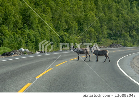 Two Adult Reindeers In The Middle Of A Street Near Svolvaer On Lofoten Islands In Norway 130892042