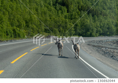 Two Adult Reindeers In The Middle Of A Street Near Svolvaer On Lofoten Islands In Norway 130892044