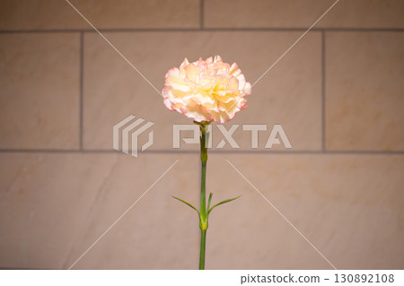 Three white and pink carnations against a wall background Three white and pink carnations against a wall background 130892108