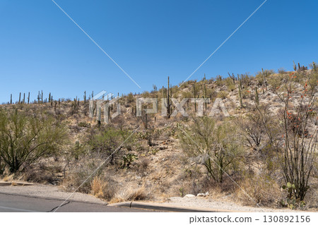 Vast Saguaro cactus landscape, Saguaro National Park, Arizona Vast Saguaro cactus landscape, Saguaro National Park, Arizona 130892156