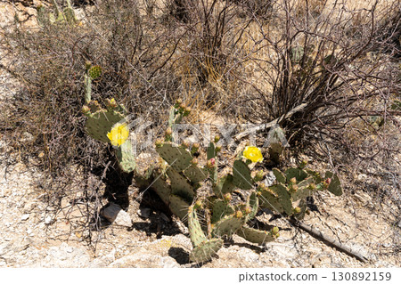 Yellow cactus flowers blooming in Saguaro National Park during spring season Yellow cactus flowers blooming in Saguaro National Park during spring season 130892159