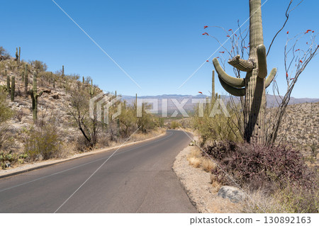 Winding paved road in Saguaro National Park, Arizona desert 130892163
