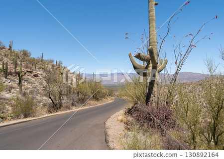 Winding paved road in Saguaro National Park, Arizona desert 130892164