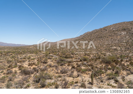 Vast Saguaro cactus landscape, Saguaro National Park, Arizona Vast Saguaro cactus landscape, Saguaro National Park, Arizona 130892165