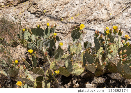 Yellow cactus flowers blooming in Saguaro National Park during spring season Yellow cactus flowers blooming in Saguaro National Park during spring season 130892174