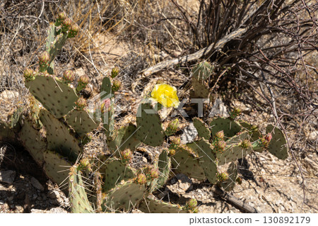 Yellow cactus flowers blooming in Saguaro National Park during spring season 130892179