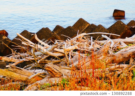 新潟縣村上市鹽谷海岸荒川河口的浮木四足動物 130892288