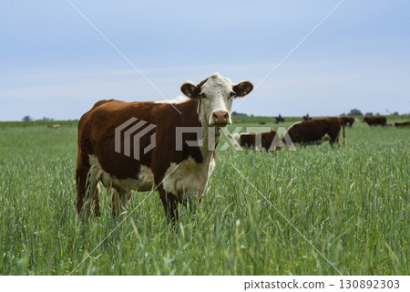 Cattle raising with natural pastures in Pampas countryside, La Pampa Province,Patagonia, Argentina. Cattle raising with natural pastures in Pampas countryside, La Pampa Province,Patagonia, Argentina. 130892303