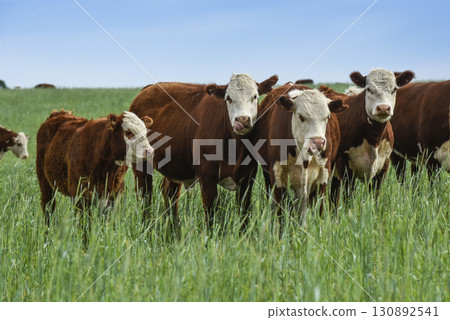 Cattle raising with natural pastures in Pampas countryside, La Pampa Province,Patagonia, Argentina. Cattle raising with natural pastures in Pampas countryside, La Pampa Province,Patagonia, Argentina. 130892541
