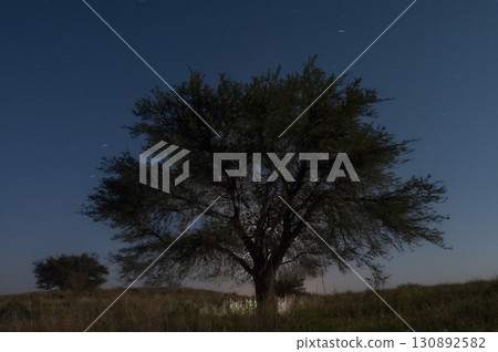 Pampas grass landscape, La Pampa province, Patagonia, Argentina. 130892582