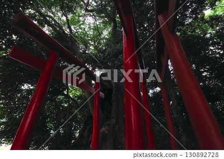 神社牌坊和山茶花 130892728