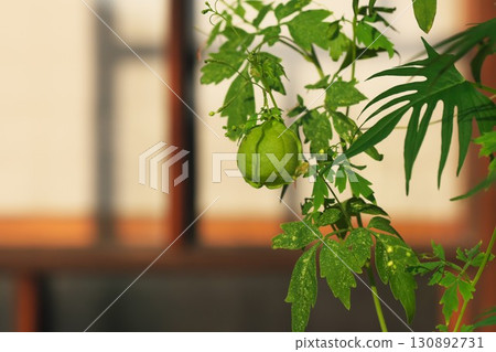 Balloon vine on the veranda 130892731